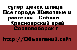 супер щенок шпица - Все города Животные и растения » Собаки   . Красноярский край,Сосновоборск г.